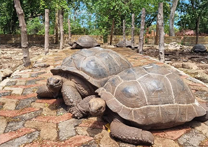 PRISON ISLAND TOUR: Tortoises & Tales