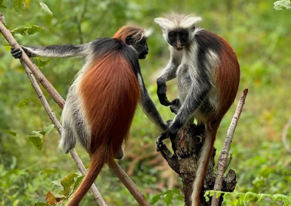 JOZANI FOREST TOUR: Home of the Red Colobus Monkey 